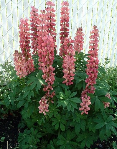 Lupine rose seed